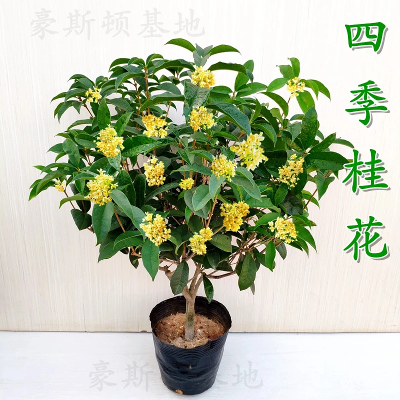 四季桂花盆栽浓香型花卉室内外四季开花盆栽庭院阳台好养树苗