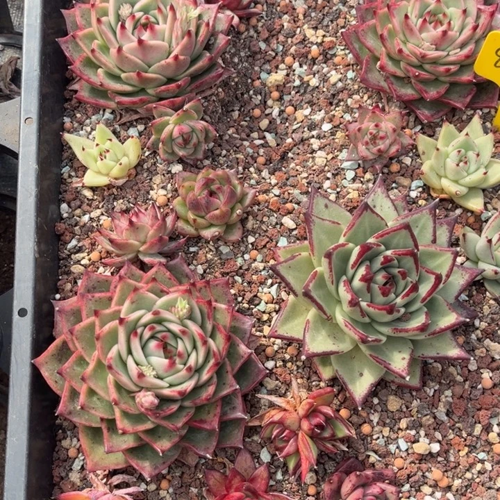 889多肉58889880088888