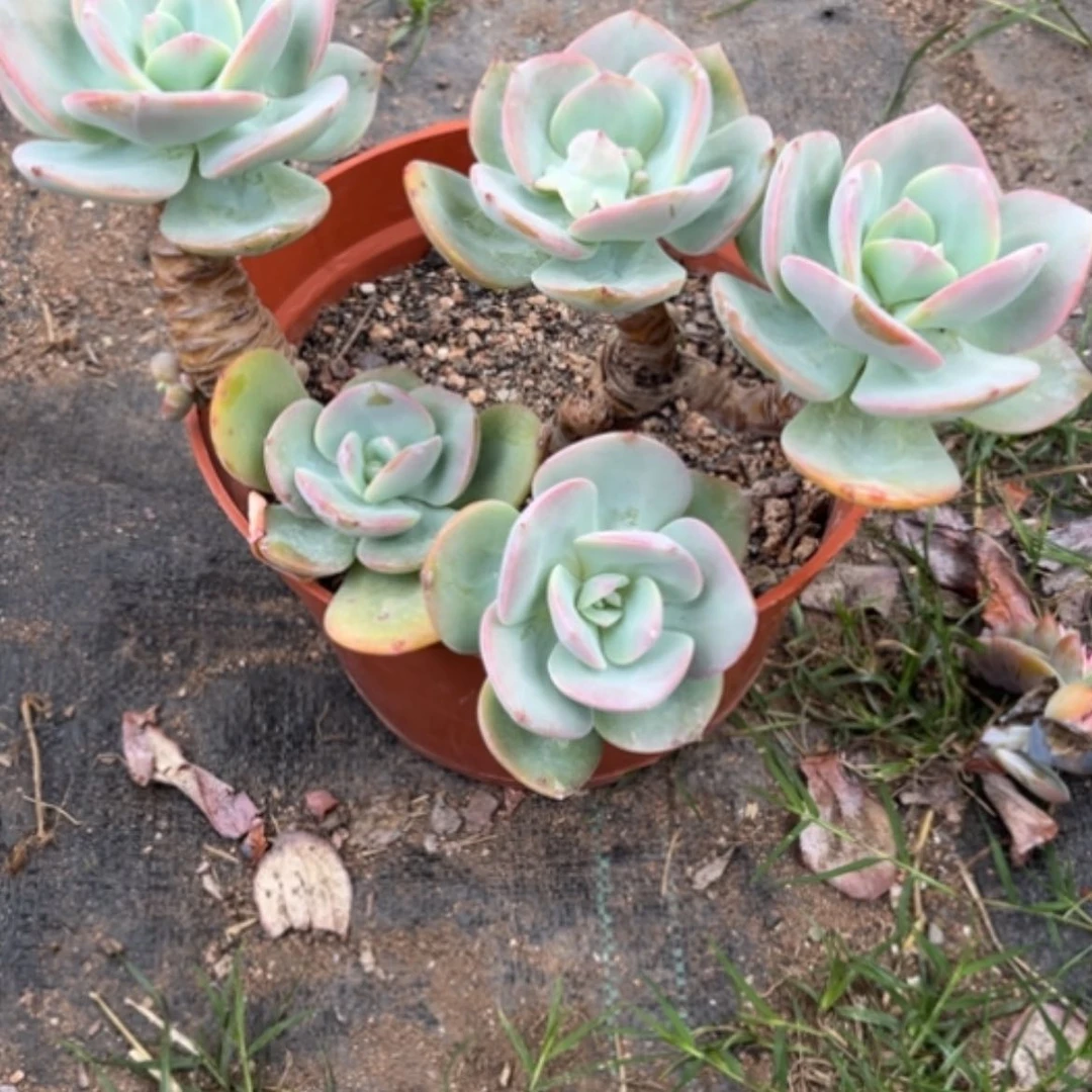 【闪购商品】蜗*白凤