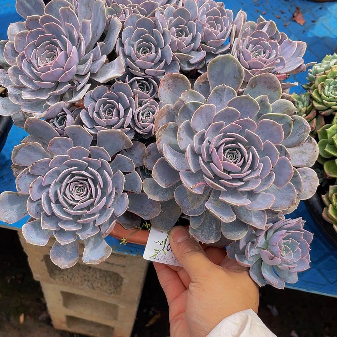 S***语天赐18057多肉饿v哦肉