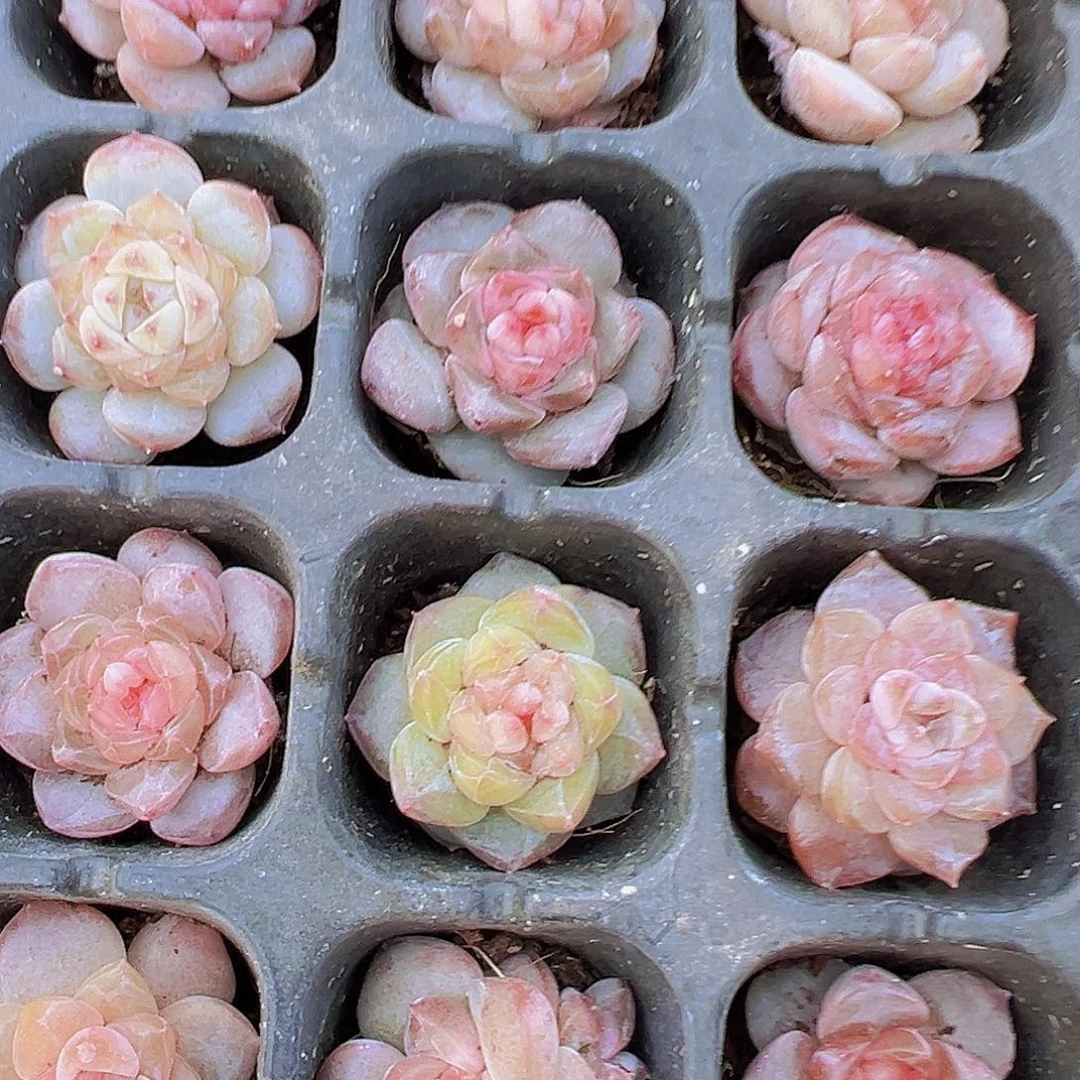 306七彩冰魄小鼻嘎7颗苗