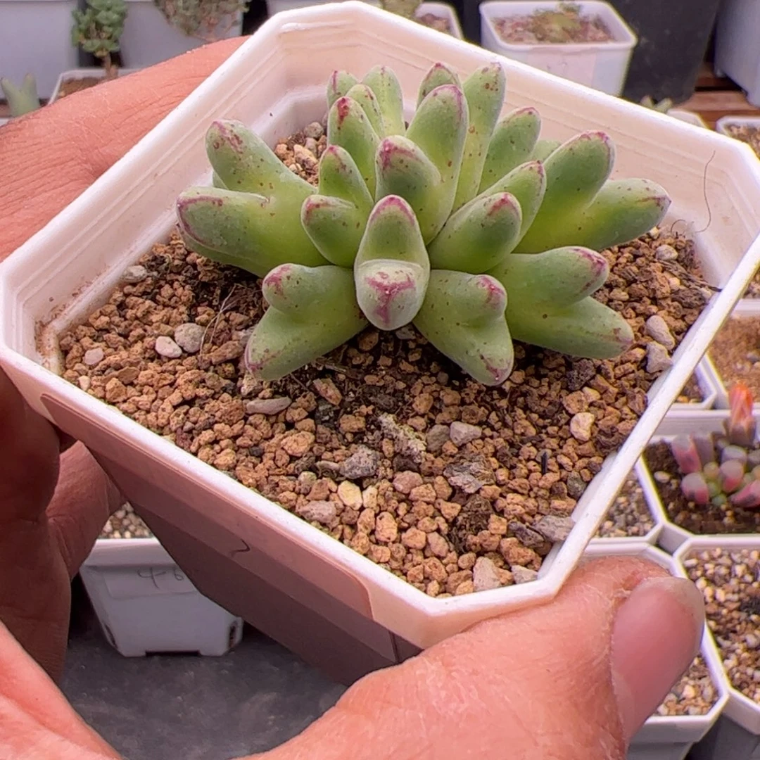 12.26福利猪蹄多肉植物50