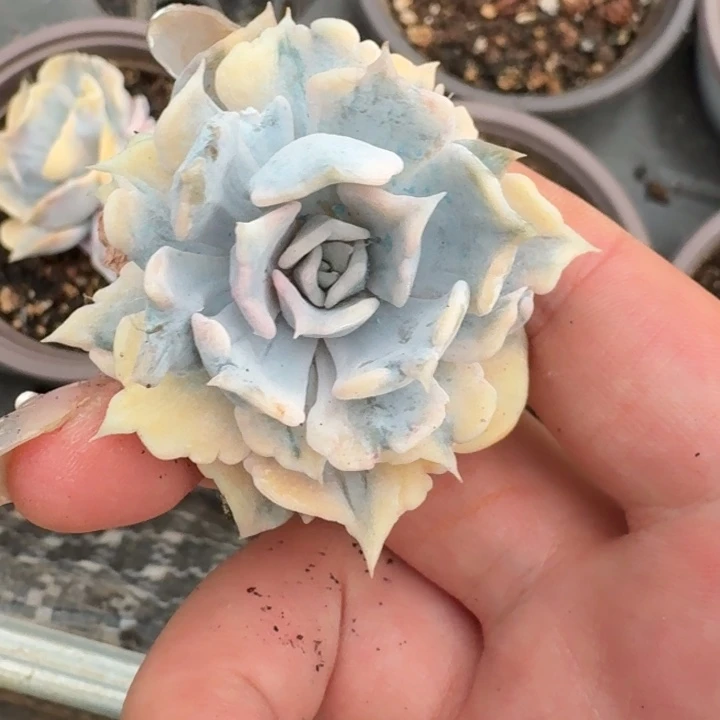 丽娜莲锦一物一拍