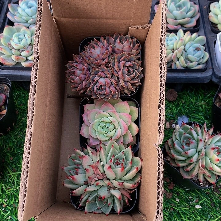 224惊鸿仙子多肉