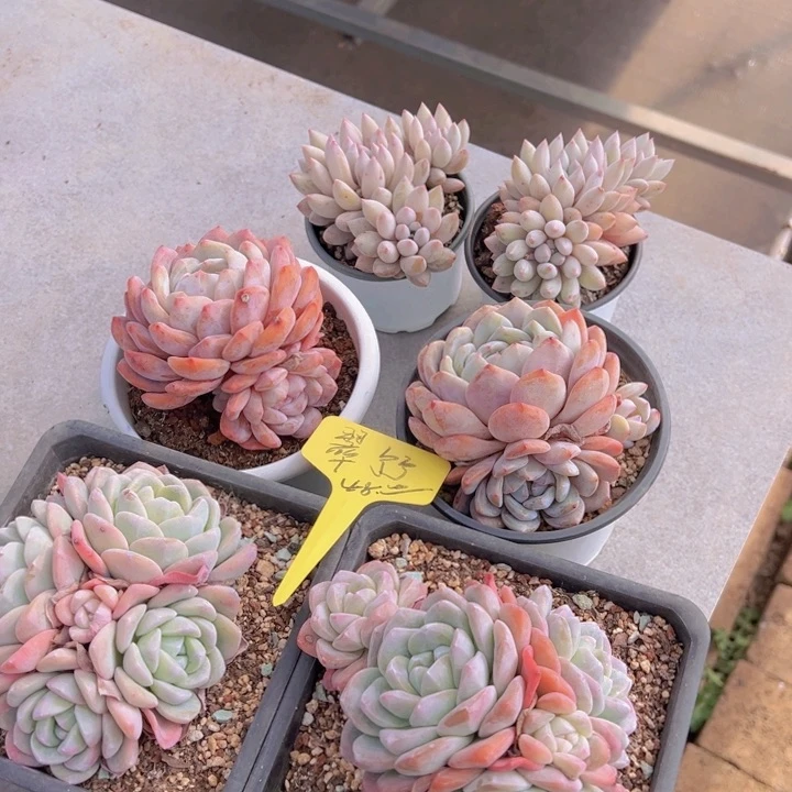 斌健健康康平平安安