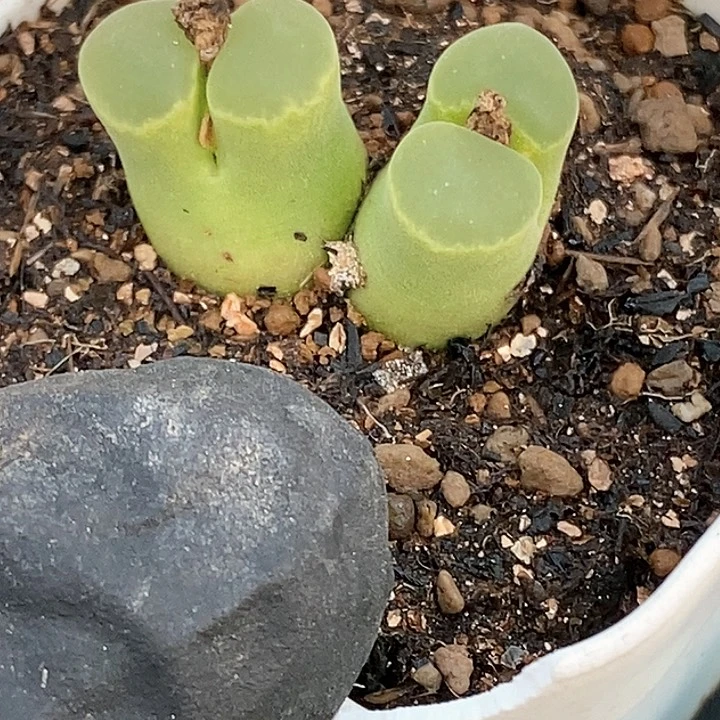 嘟*桃喜花园0122-38风铃