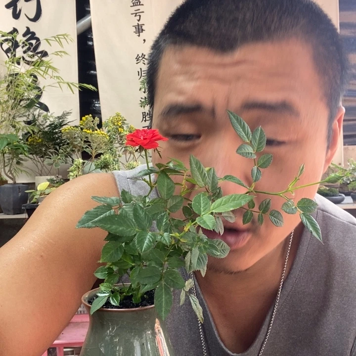大***乐以实际为准盆景盆栽绿植一一二