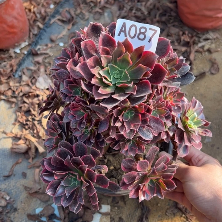 金丝却多肉植物087.