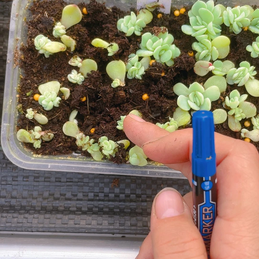 纸鸢小中芝麻一个满25包邮