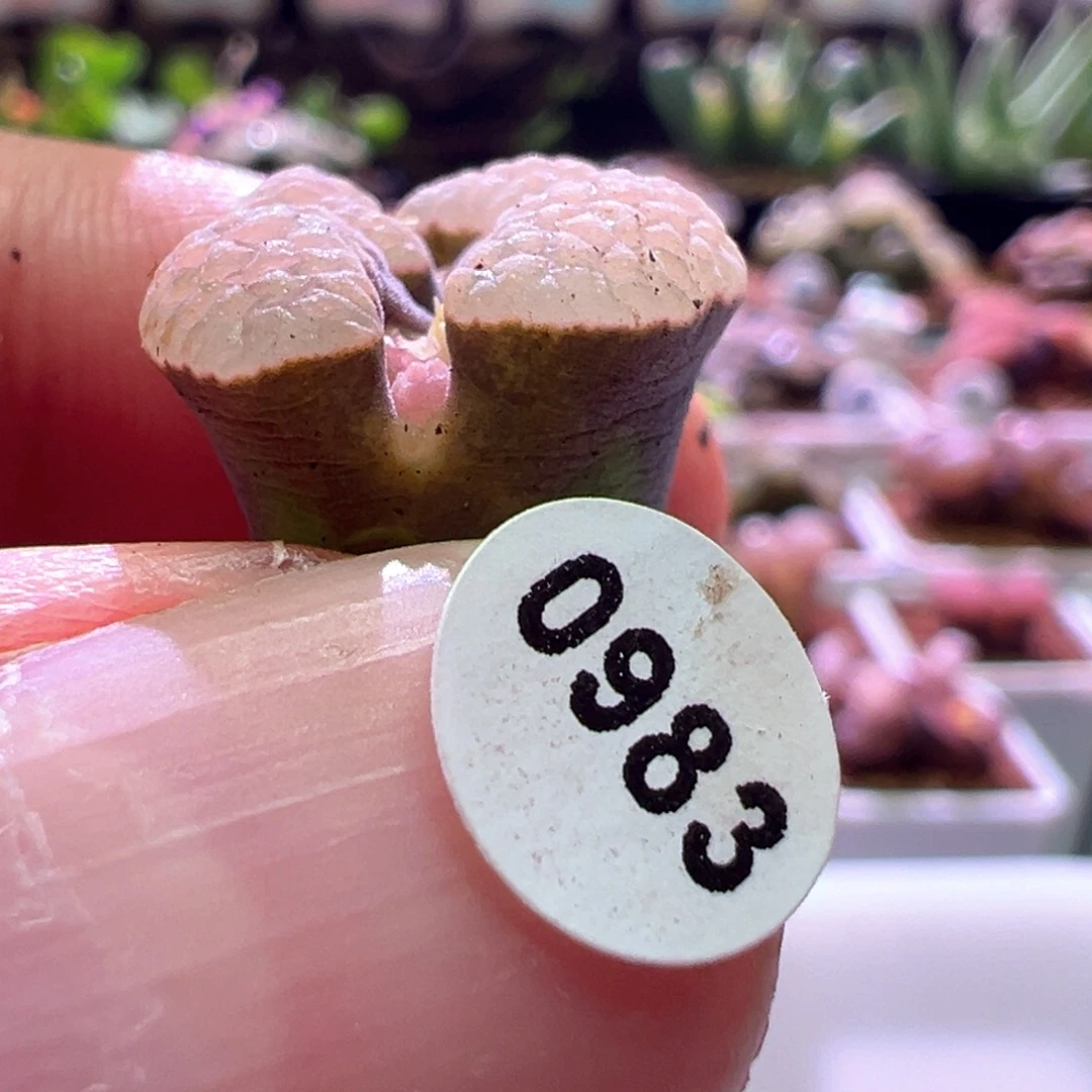 欲***️0983，紫云，肉锥植物