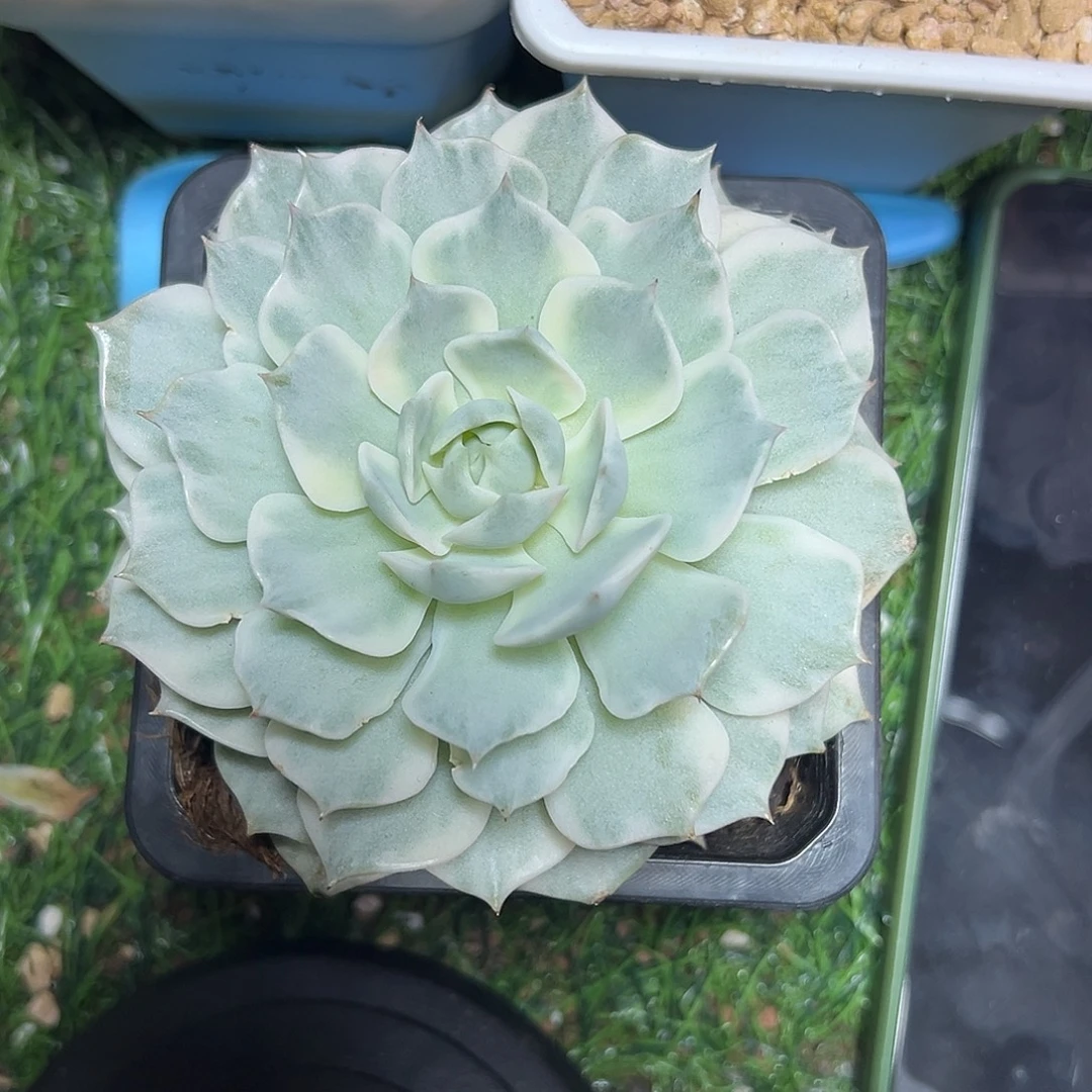 露娜莲锦多肉植物