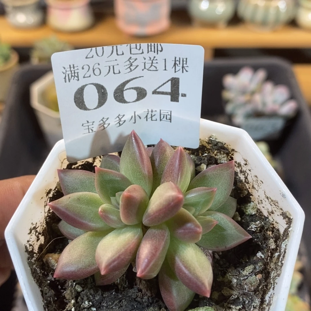 迷雾泡泡一物一拍满20包邮满26送精品多肉