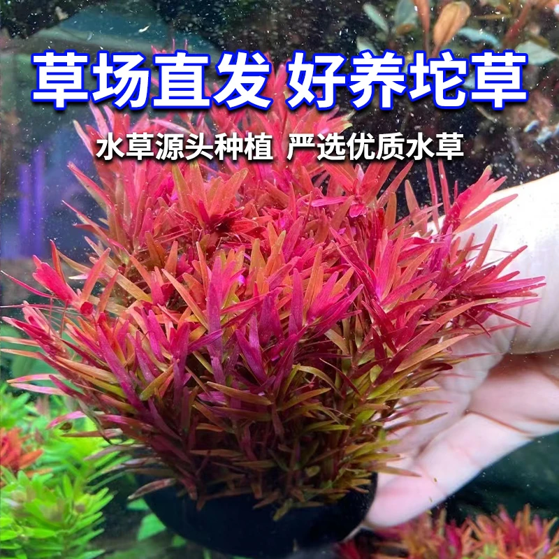 水草鱼缸专用水草坨草水草大全鱼缸底草坪水草鱼缸造景鱼缸绿植