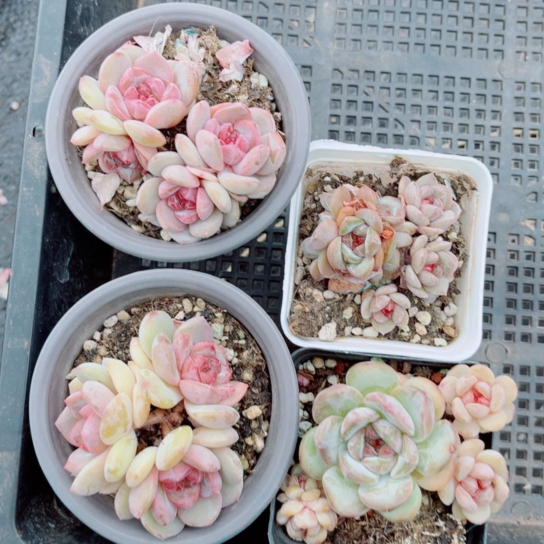 ****胖风靡园艺新品珍妮群