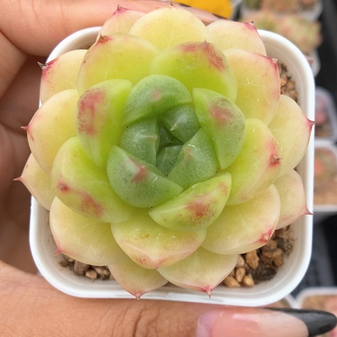 秃子脸麦秆525号。