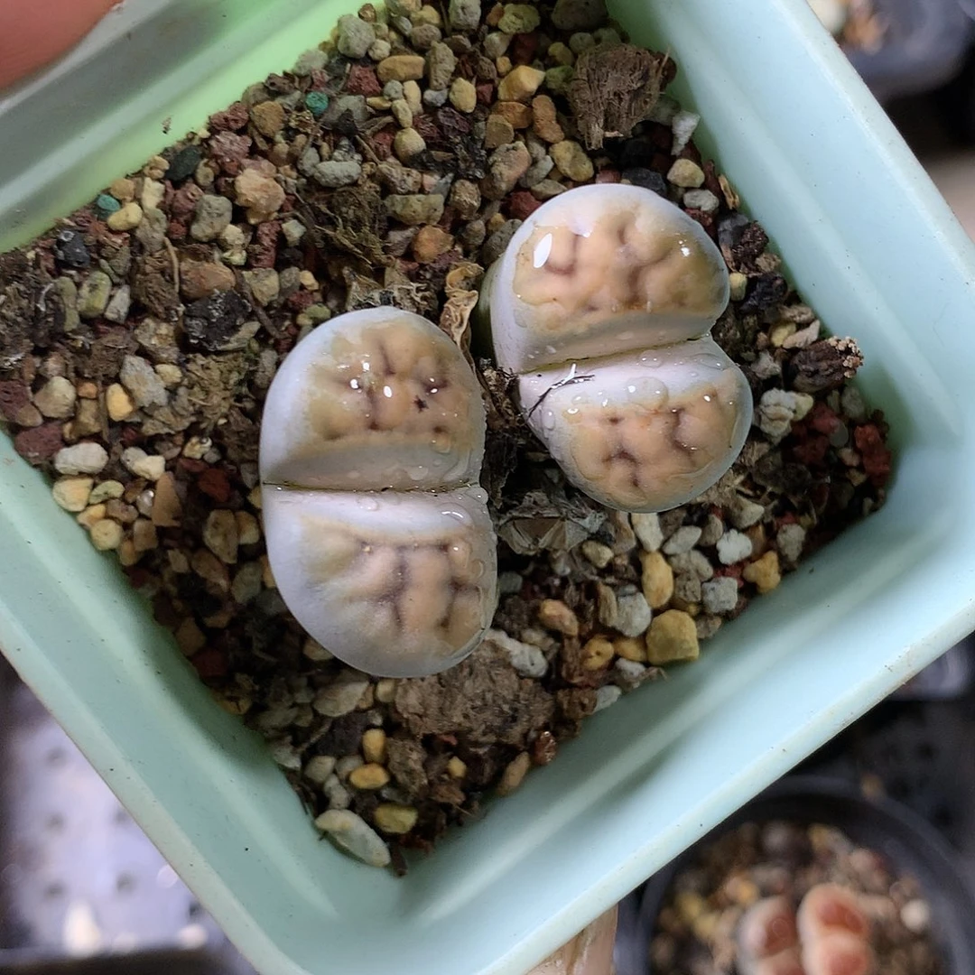 M451多肉植物保护