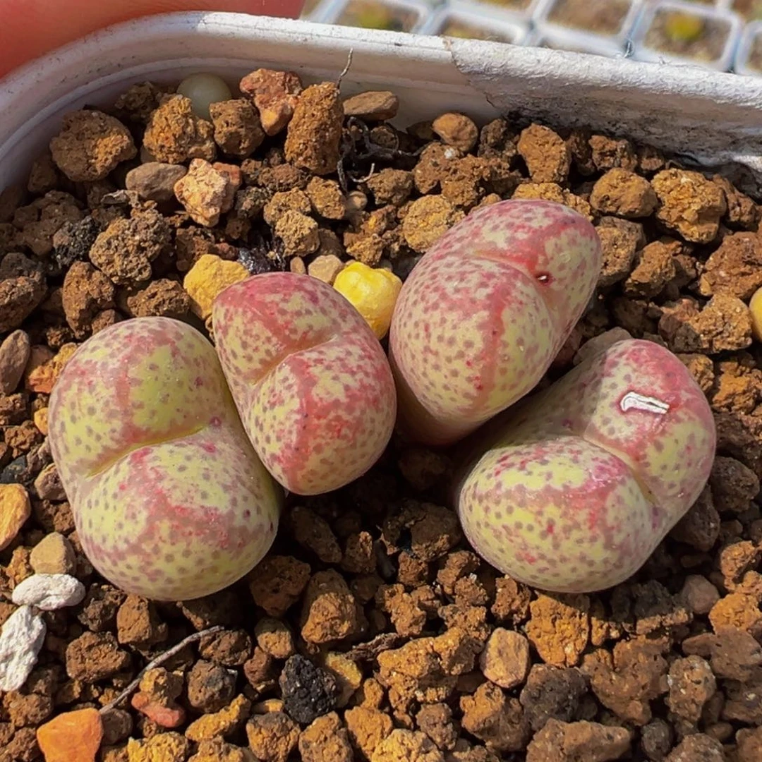 258多肉植物种类和