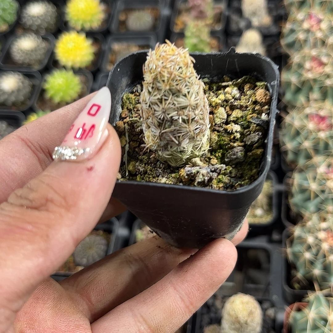 紫王单头发货单头发