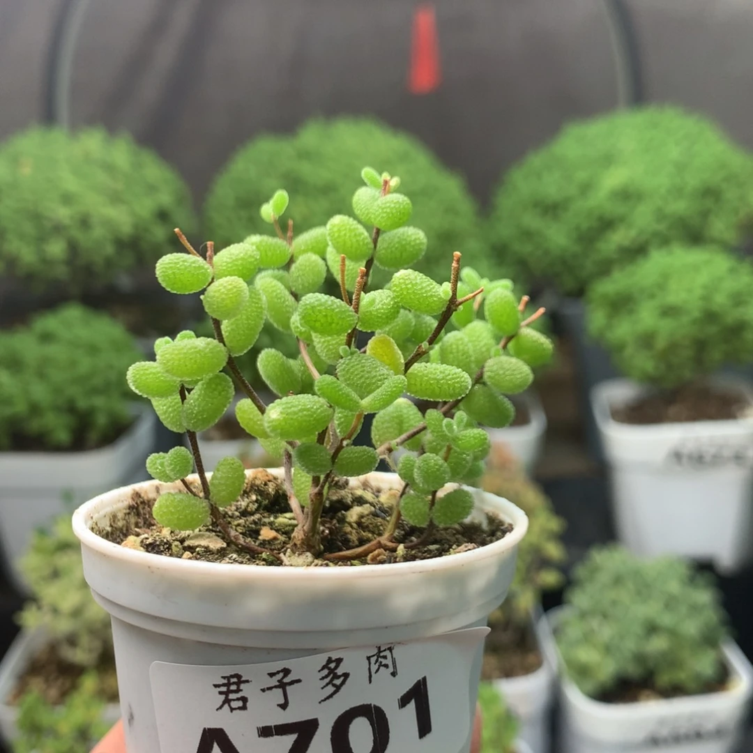701蜜叶糖球。