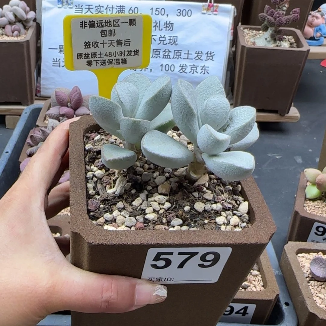 云*闲579白雪公主多肉植物