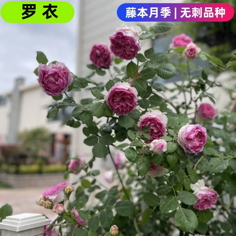 【罗衣小苗买一送一】无刺粉色大花浓香四季开花好养庭院爬藤月季