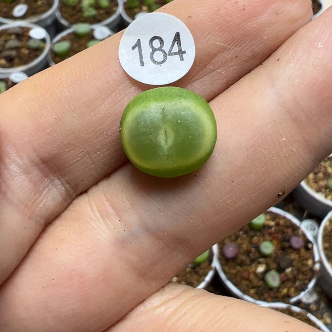 拉登1.2cm一颗脱土184000