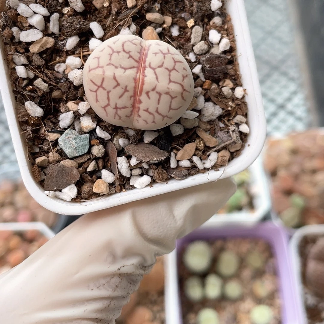 5473大棚清仓甩卖了