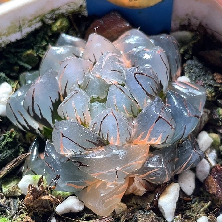 674水中虐锦特选福利