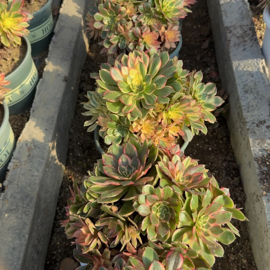 黑魔锦一个。多肉植物