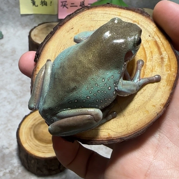 老爷树蛙14 通体金大蛙