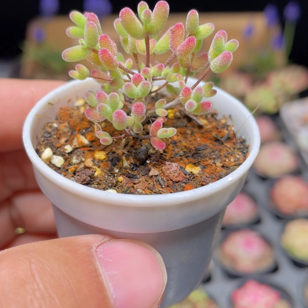 实生蜜桔糖球枝干多肉9.9包邮发货