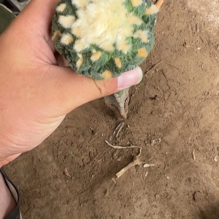 L****?龟甲牡丹仙人球744号