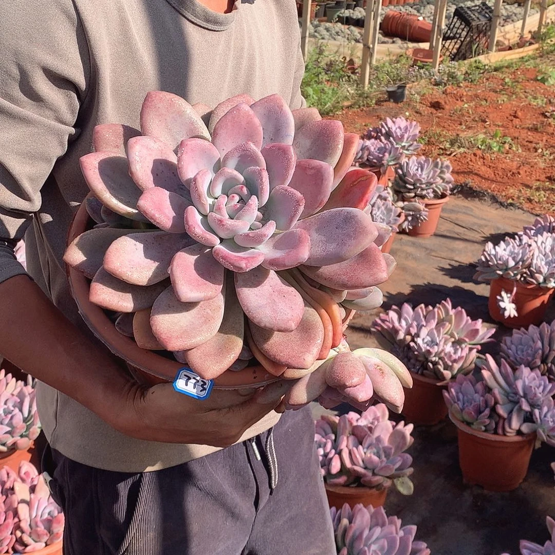 773 奥普一物一拍