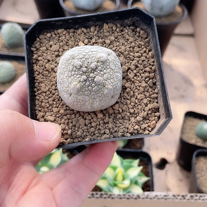 031凝提玉仙人球