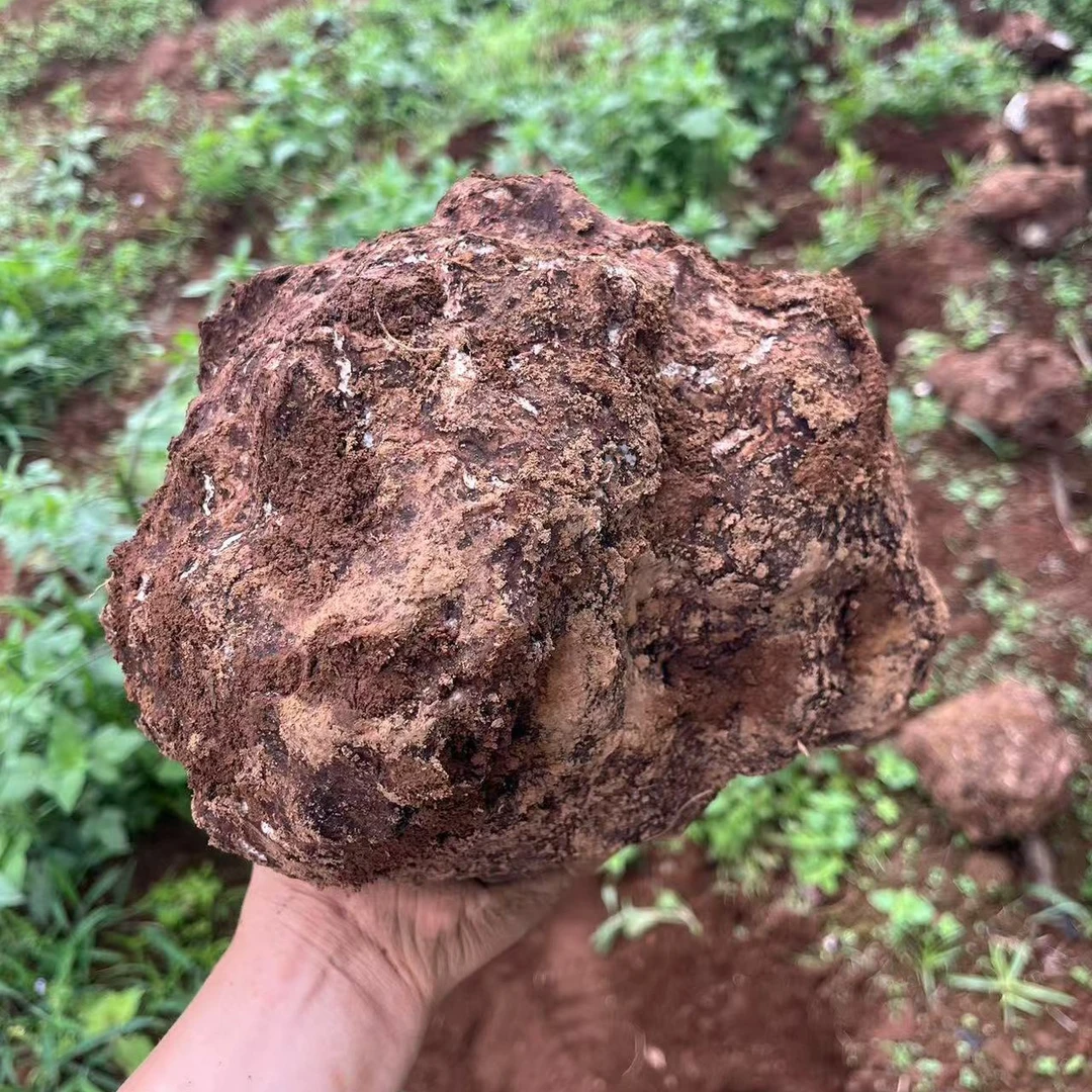 [2025现挖现发]云南高黎贡山深山新鲜野茯苓整个发货可煮粥泡水