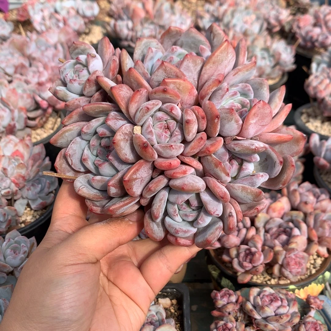 哈哈哈哈哈哈哈31