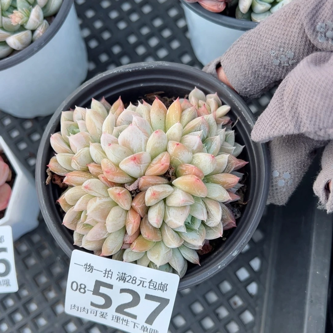 艾莎多肉多肉多肉多