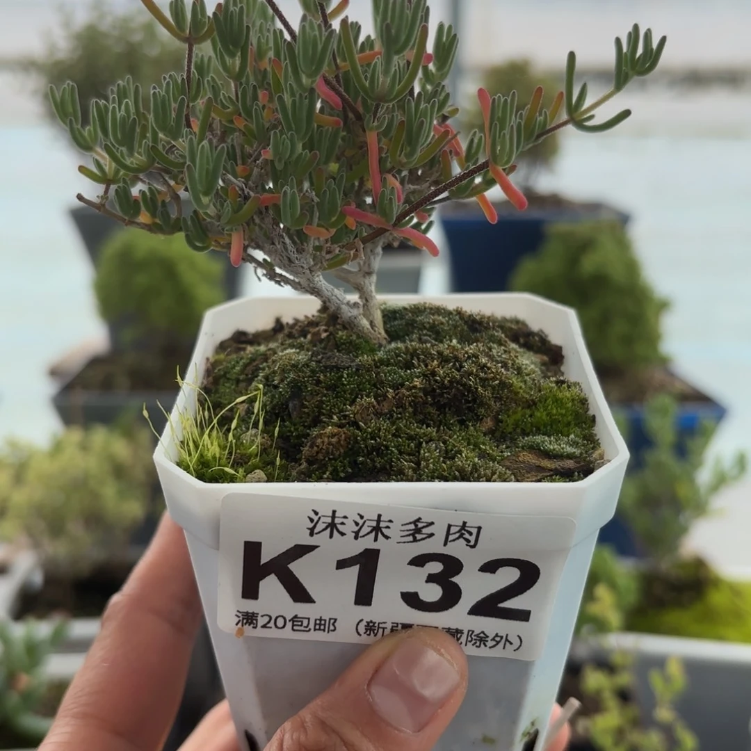 132紫晶枝干福利哦