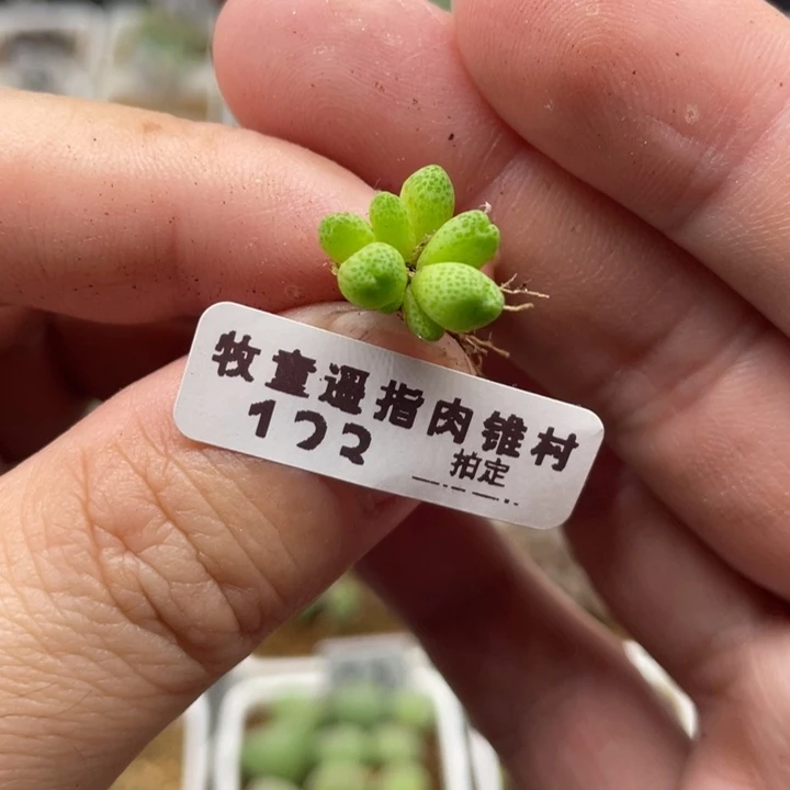 草莓班马，123号……1111111