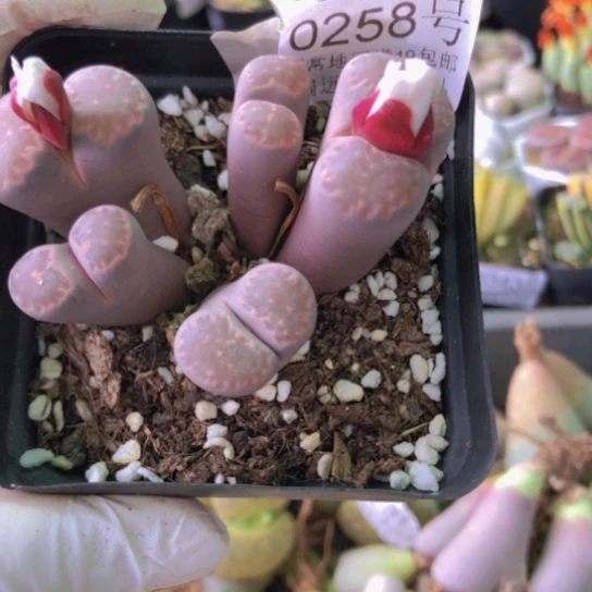 0258，8年群有点徒