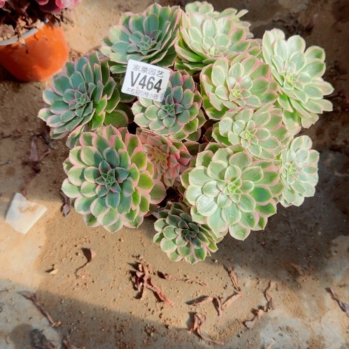 464孔雀翎官府28左右2