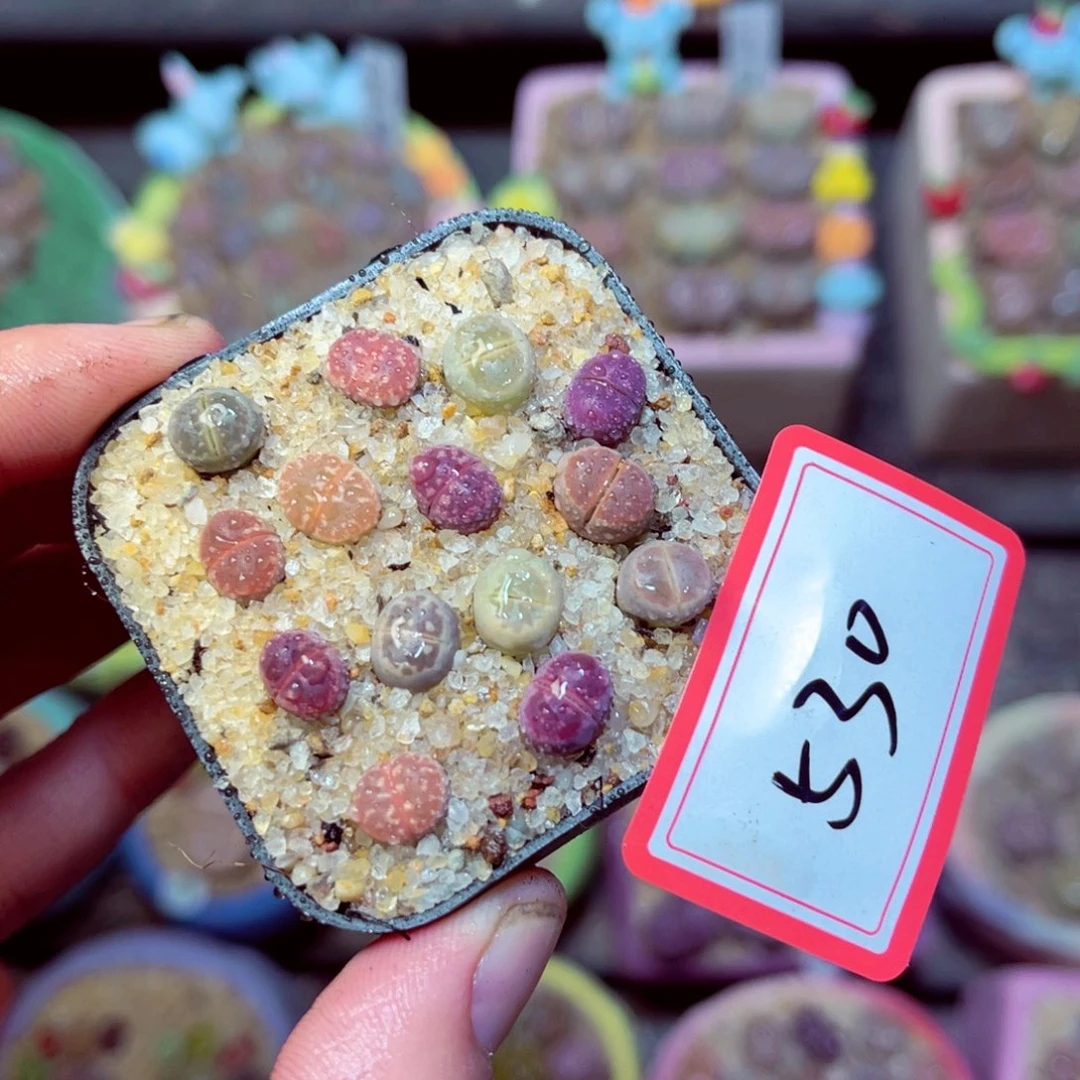 530生石花带盆发1