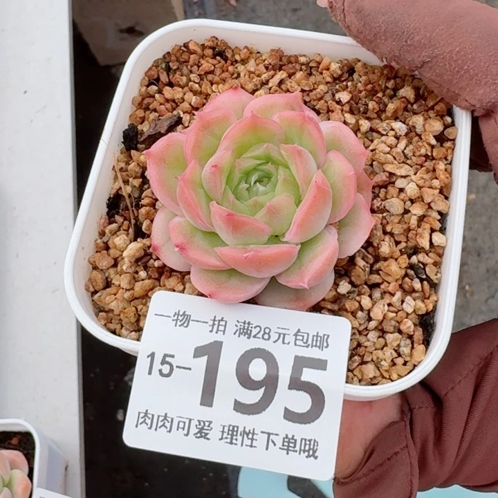 水晶虾饺无盆土发货多肉多