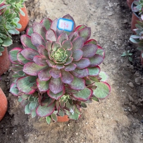 粉花妖，多肉植物094