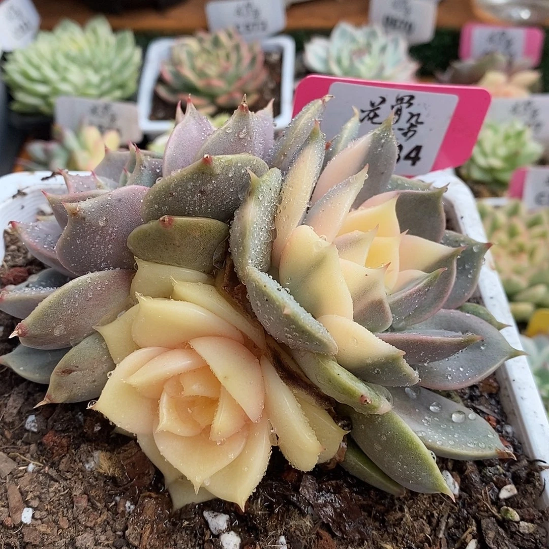 584贝加尔湖，14公分