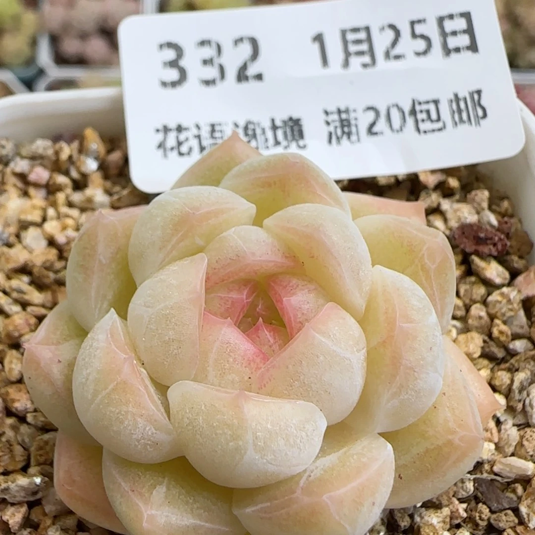 花语逸镜0125-332