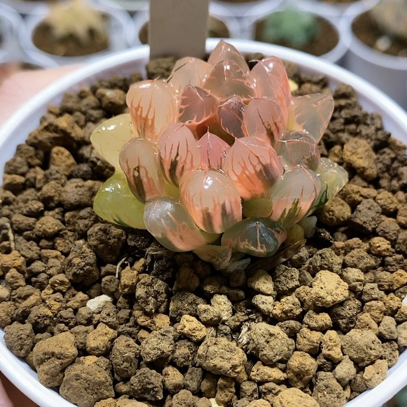 【闪购商品】127糊斑灵犀玉露锦