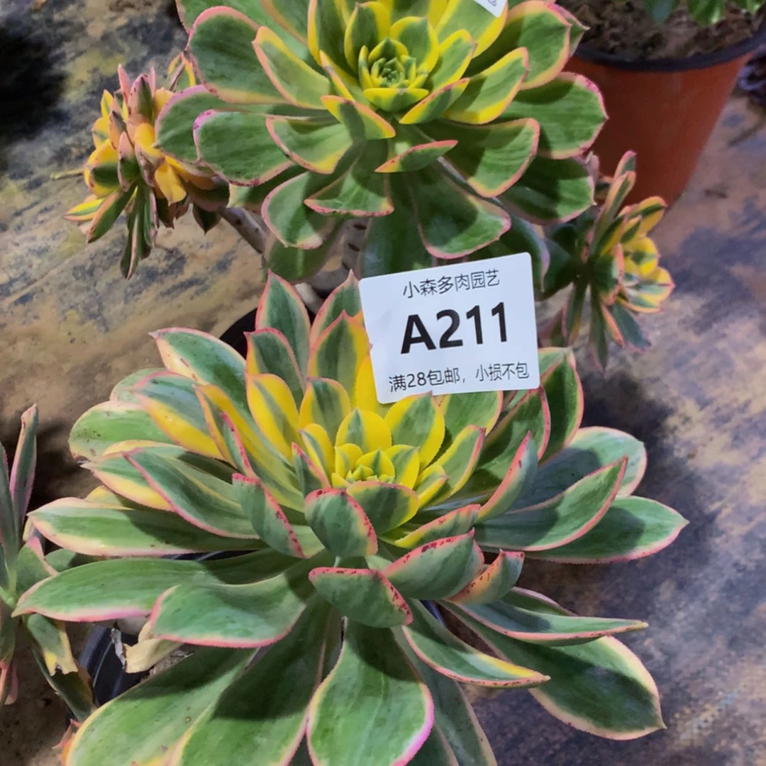 【闪购商品】211199灿烂2多肉