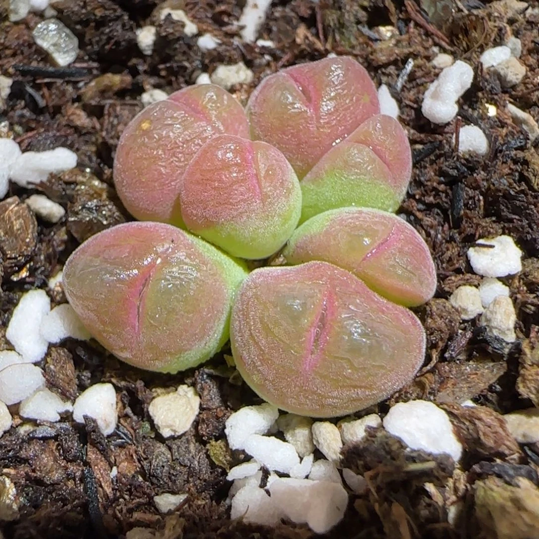 肉锥多肉植物组合-短毛翠滴142