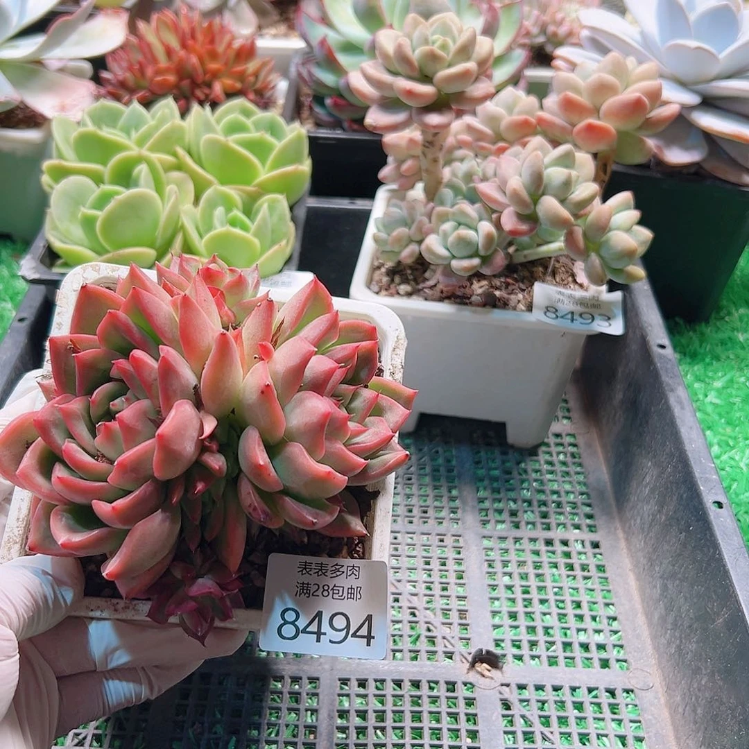 无花朵多肉一物一拍8494